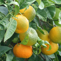 ARANCIO AMARO